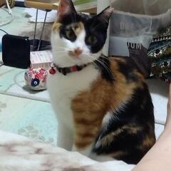 甘えん坊の猫ちゃん