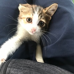里親募集します！人懐っこい三毛猫の子猫ちゃん