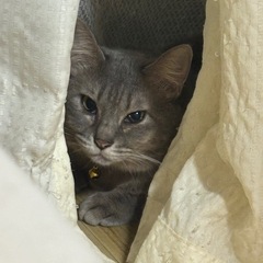 里親募集