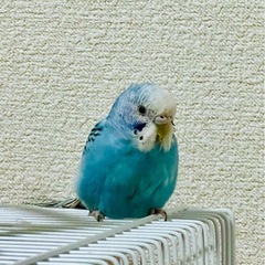 インコ　