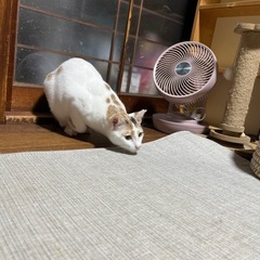 人懐こいニャンコです。里親さん募集します − 岡山県