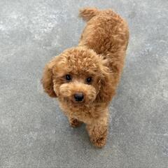 プードル　男の子　７ヶ月