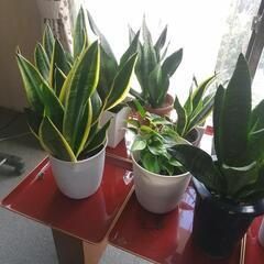 観葉植物 サンスベリアの画像