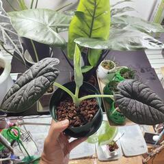 【観葉植物】アロカシア　メロ
