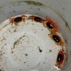 国産　サワガニの画像