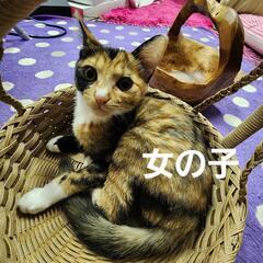 お茶目な三毛猫ちゃん