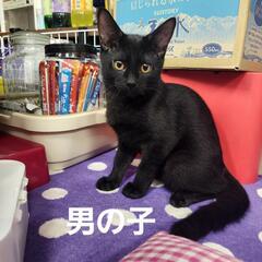 ブラックマッチョな子猫ちゃん