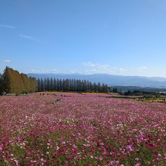 10/13 (日)：生駒高原へ満開のコスモスを見にに行きませんか