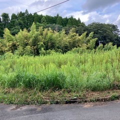今年の草　今年のうちに