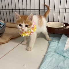マンホールに落ちていた可愛い子猫ちゃん(°_°)