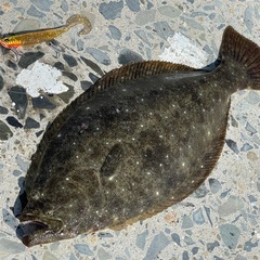 釣り仲間募集！サーフ🎣シーバス🎣ロックやる方 - 友達
