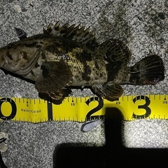 釣り仲間募集！サーフ🎣シーバス🎣ロックやる方 - 仙台市
