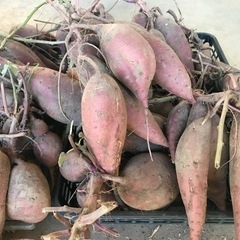 さつまいも 2kg　シルクスイート　新物 農家直送 2kg  紅はるかの画像