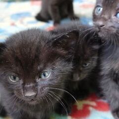 【再掲載】野良猫が軒下で出産した子猫4匹の里親募集します【要確認】