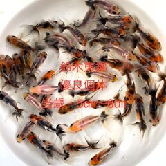 ※2024年4月生まれ●当歳魚★優良個体★雌雄無選別★【鈴木東錦...