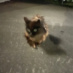 緊急‼️黒子猫です‼️