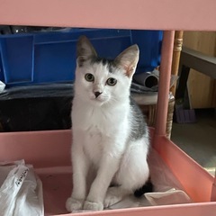前髪のかわいいこねこ　保留中です