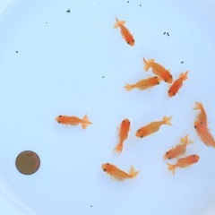 3匹1000円　ドラゴンスケールらんちゅう　高級金魚の若魚　3の画像