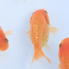 3匹1000円　ドラゴンスケールらんちゅう　高級金魚の若魚　3の画像
