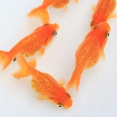 3匹1000円　ドラゴンスケールらんちゅう　高級金魚の若魚　3の画像