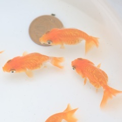 3匹1000円　ドラゴンスケールらんちゅう　高級金魚の若魚　3の画像