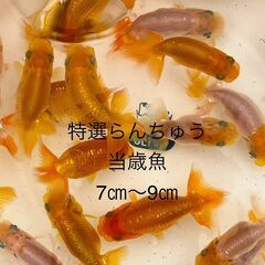 ★国産らんちゅう★協会系●当歳魚★フンタン系★4つ尾★雌雄無選別...