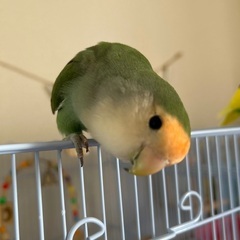 コザクラインコ