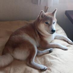 犬、猫に量子波動加工90日有効をプレゼントの画像