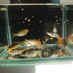 錦鯉　稚魚　10匹