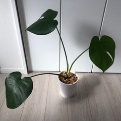 観葉植物　モンステラ