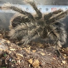 タランチュラ　カーリーヘア　奇蟲
の画像