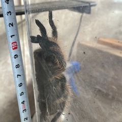 タランチュラ　カーリーヘア　奇蟲
の画像