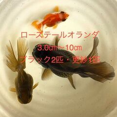 ★在庫限り★初出荷●2024年4月生まれ★幼魚★金魚★現物出荷★...