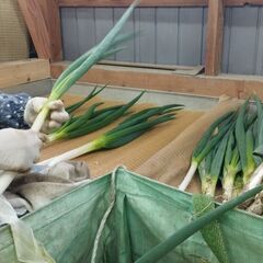 短期アルバイト（11月～2月まで）　軽作業　岩津ねぎの出荷作業（...