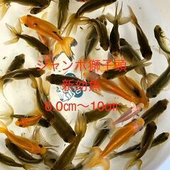 ★2024年4月生まれ★新幼魚★金魚★獅子頭★【ジャンボオランダ...