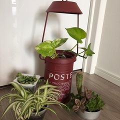 神奈川県 横須賀市の観葉植物の中古が安い！激安で譲ります