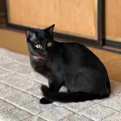 黒猫の仔猫（2024年5月生まれ）