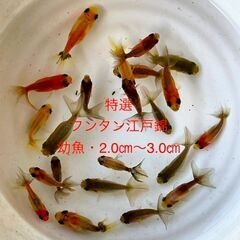 ★2024年6月生まれ★国産江戸錦★現物出荷★新幼魚★フンタン系...