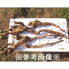 黒部産・山堀り・ 天然自然薯　 500g 強の画像