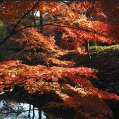 六義園紅葉散歩オフ会