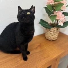 【お話中】片目で頑張ってきた黒猫　ベタ慣れさん