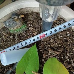 植木鉢　陶器の画像