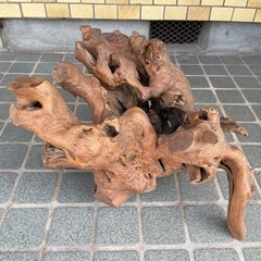 流木 木の根っこ オブジェ インテリアの画像