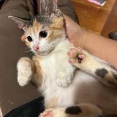 保健所引き出しかわいい三毛猫