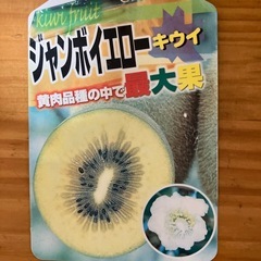 ゴールドキュウイの苗