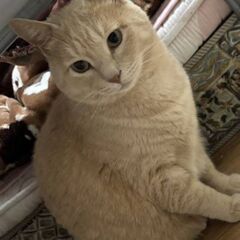 飼い主が高齢のため飼えなくなりました。