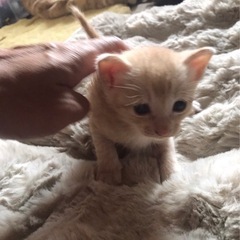 🍎かわいい五兄弟🍎✨✨🌙