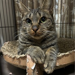 キジトラ成猫メス