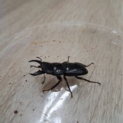 本土ヒラタクワガタ　オス単　サイズフリー