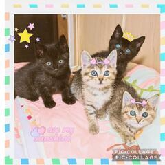 コロコロした元気な2か月の兄妹★